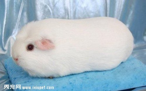 母豚鼠在飼養過程中需要注意些什麼？