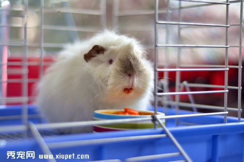 喜馬拉雅天竺鼠習性及飼養知識