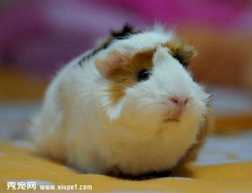 飼養寵物天竺鼠每天要做哪些功課？