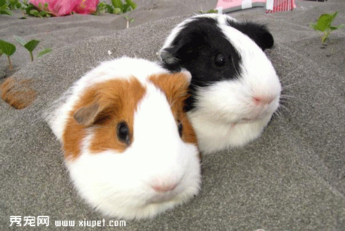 【荷蘭豬怎麼養】荷蘭豬的飼養方法及飼養荷蘭豬是需要注意的問題