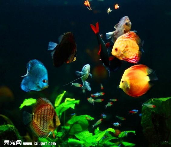 辦公室養魚風水 財運一路發