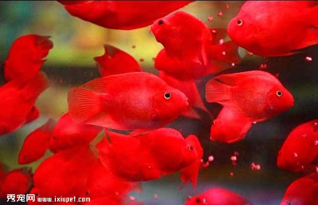 養風水魚改運？提升財運有秘訣