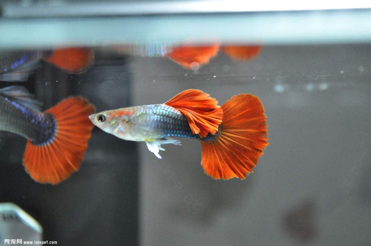 飼養孔雀魚及挑選健康標准
