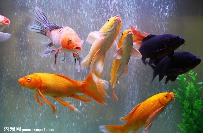 錦鯉魚歷史特征及養殖方法