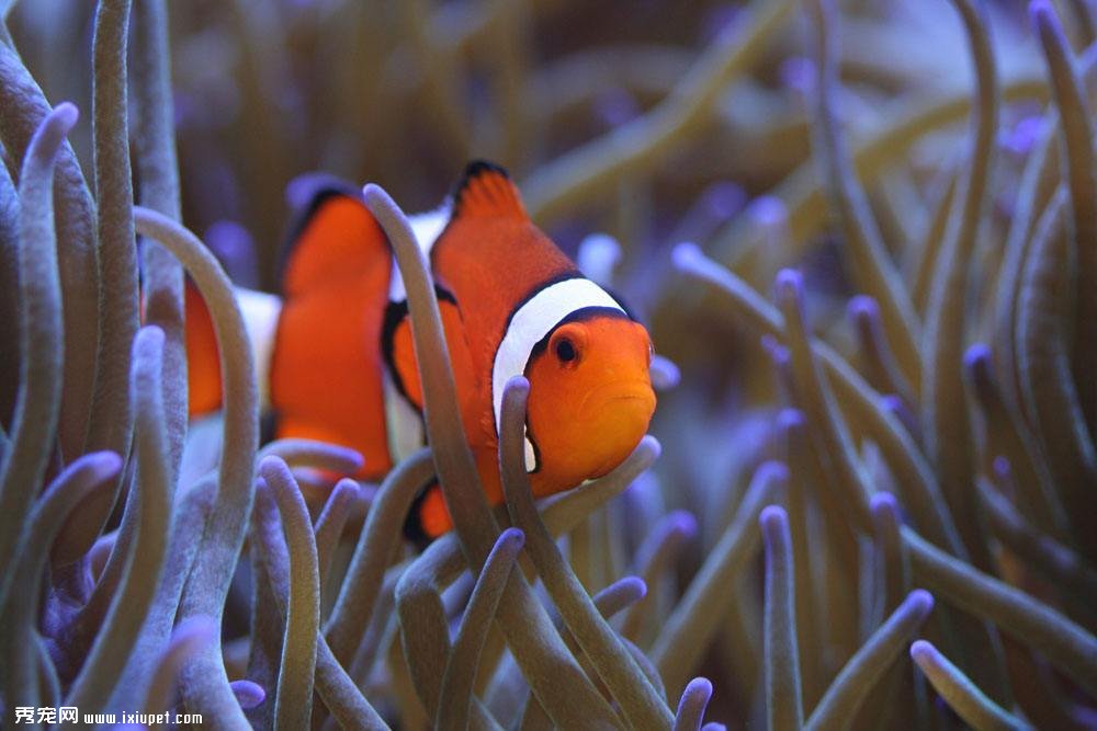 魚感染寄生蟲14點防治方法