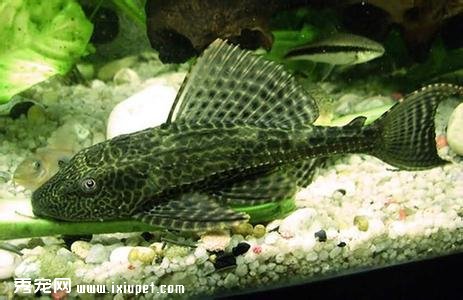 挑選垃圾魚要領及飼養攻略