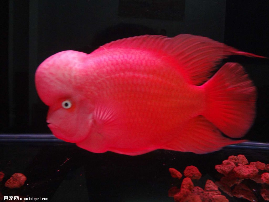 羅漢魚挑選重點及飼養技巧