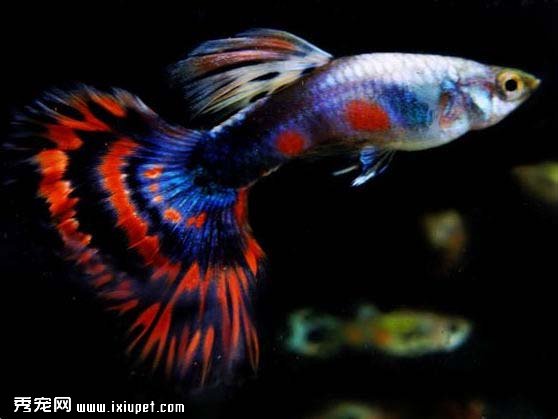 飼養孔雀魚要領及換水技巧