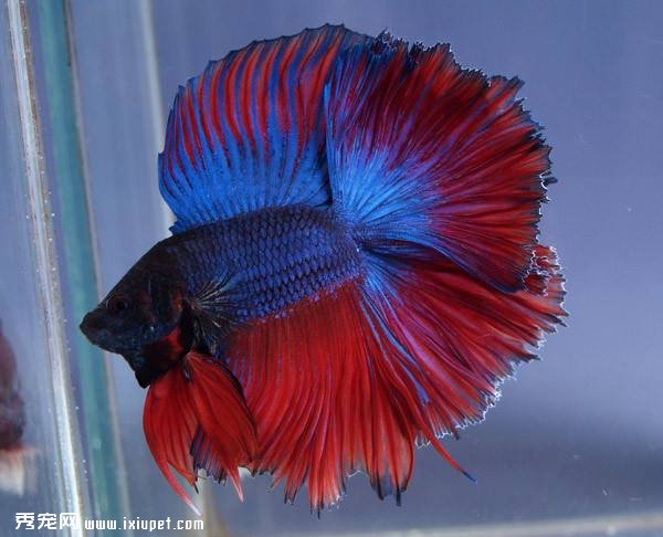 養魚入門：魚飼料選擇教戰手則