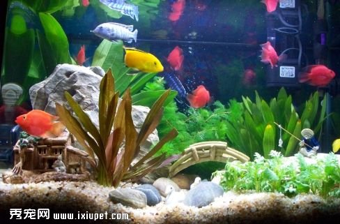 養魚須知：硝化循環水養殖系統