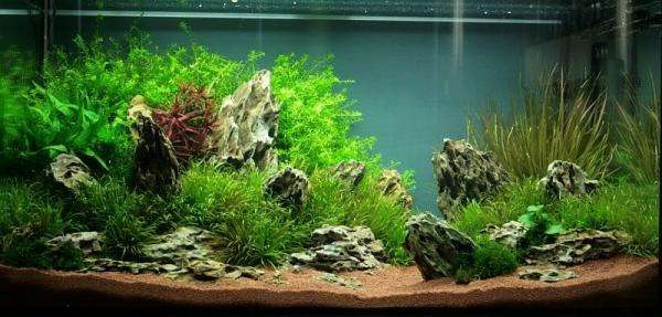 水族入門：水草缸好處及設備