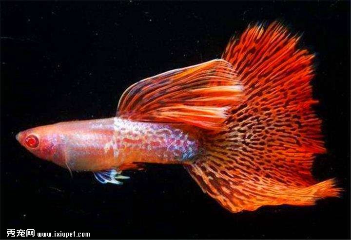 孔雀魚飼養設備及水質需求