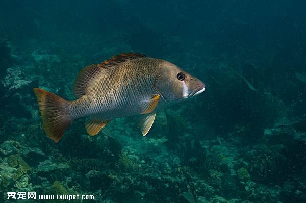 養殖牛頭鲷魚15大重點建議