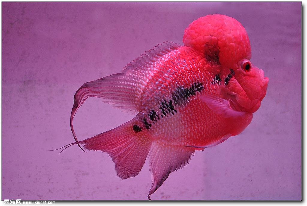 羅漢魚飼料及環境須知