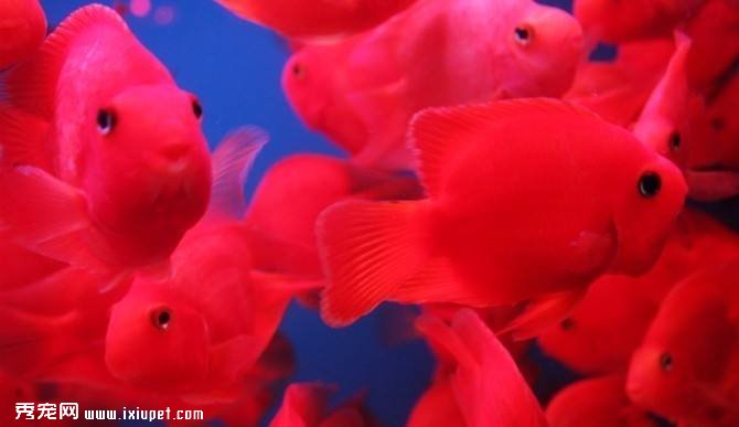 血鹦鹉魚品種及飼養介紹