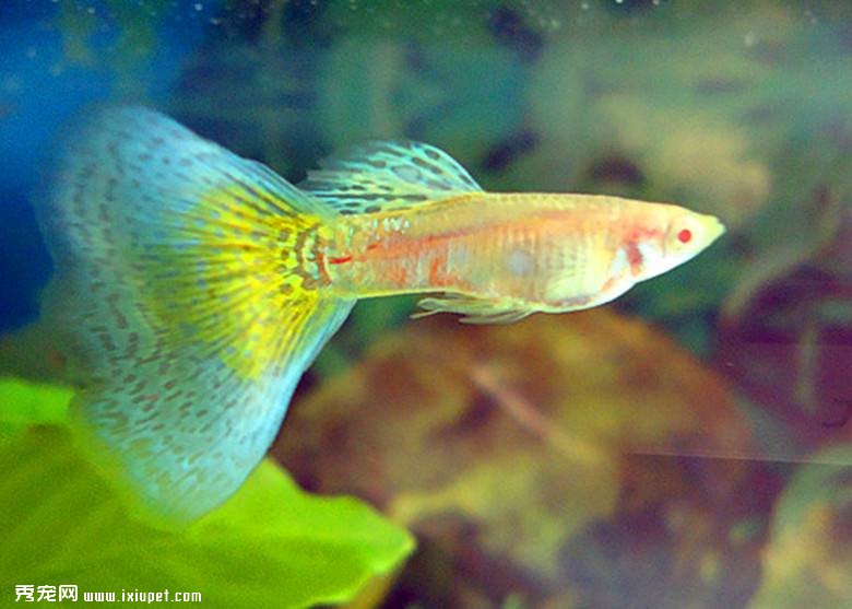 孔雀魚生產前後注意事項