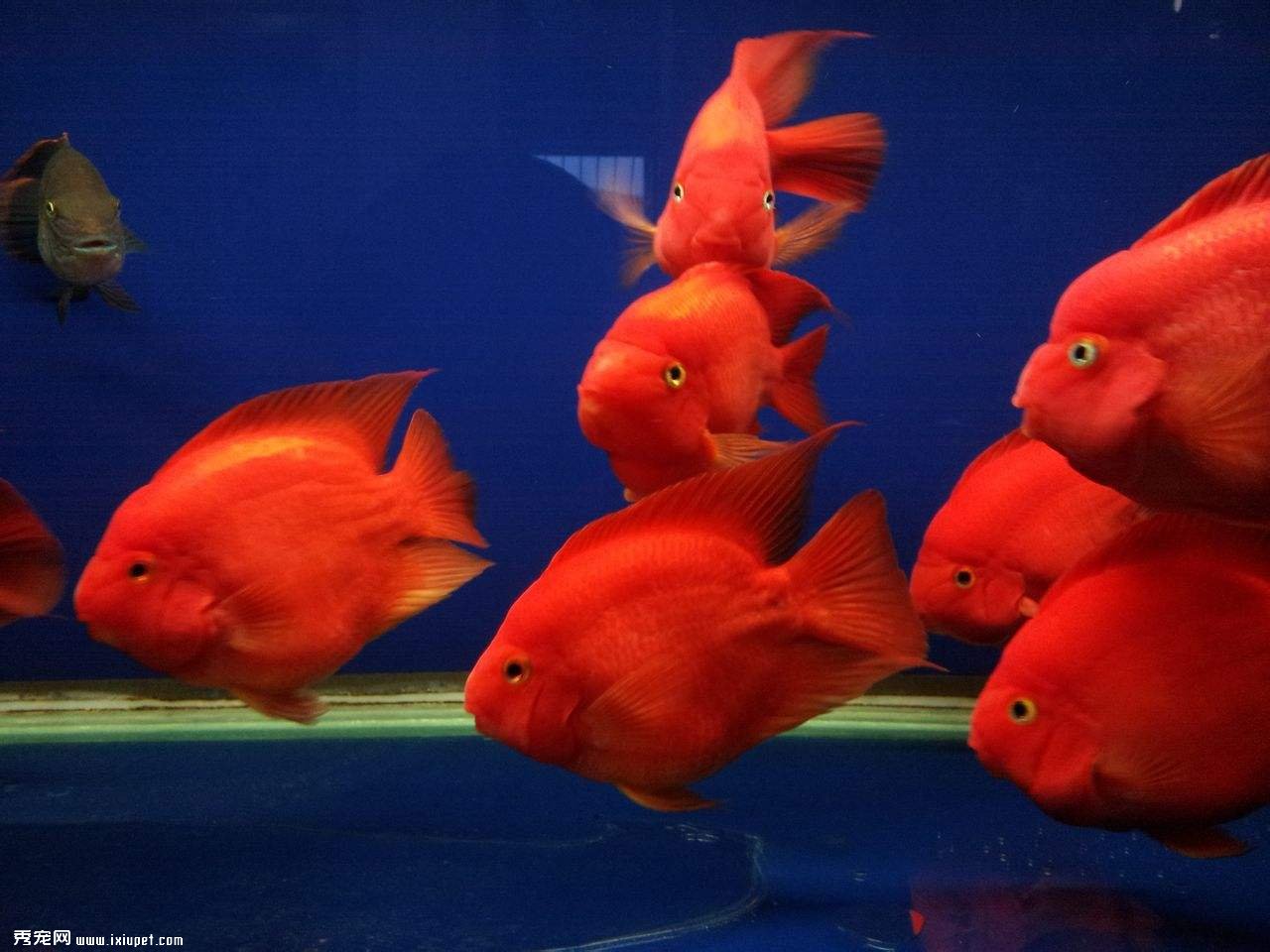 養魚指南：飼養鹦鹉魚12大重點