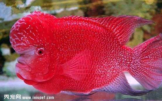 羅漢魚水質環境 魚缸大小及飼養