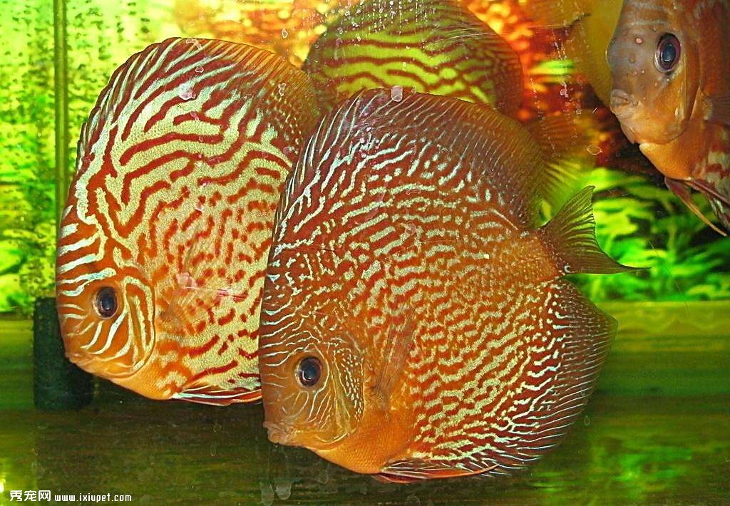 七彩神仙魚：健康及混養原則