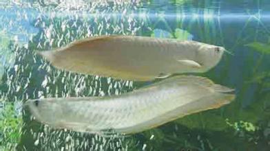 龍魚養殖：13種飼養技巧建議