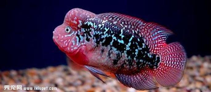 挑選羅漢魚苗觀察准則