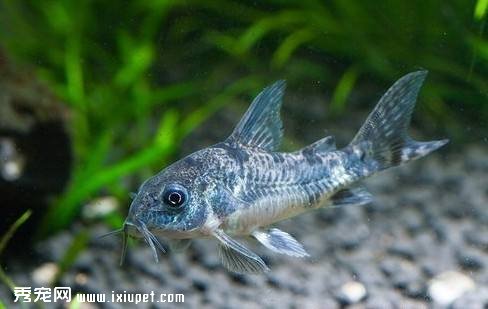 鼠魚飼養管理 新手指南