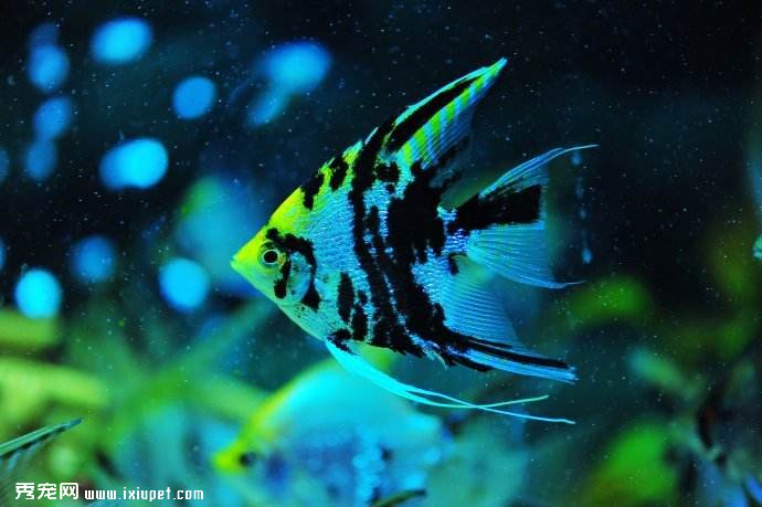 粉紅神仙魚：基因轉植技術獨步全球