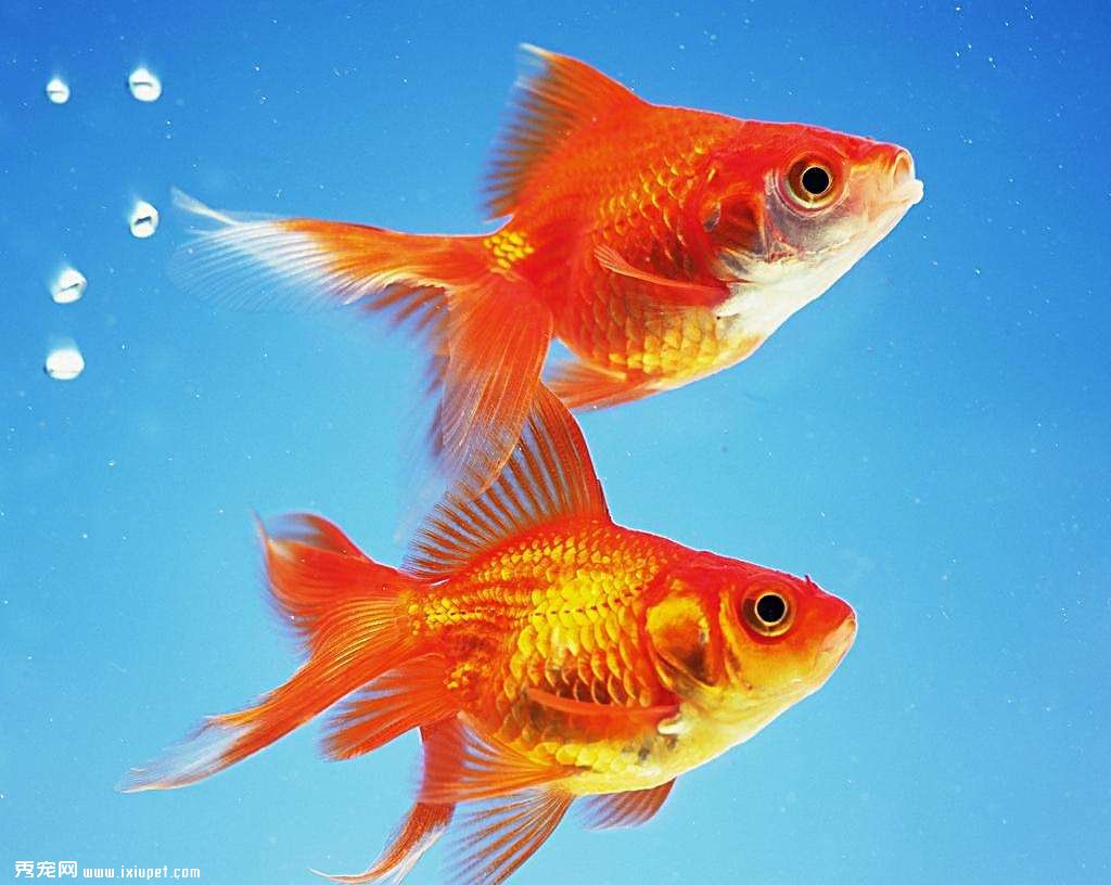 夏季養金魚 控制水溫防缺氧