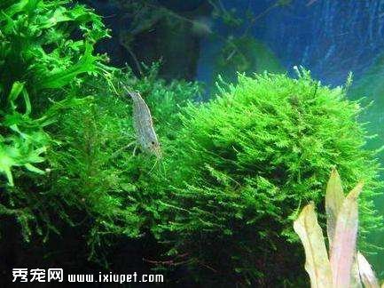 魚缸藻類控制及清除方法