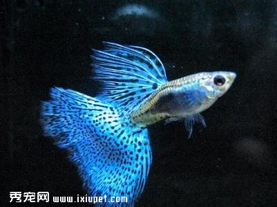 孔雀魚飼養准備及注意事項
