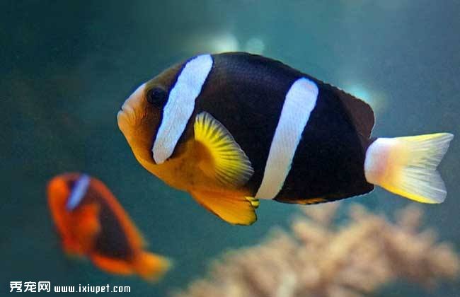 新手養觀賞魚常見11種錯誤