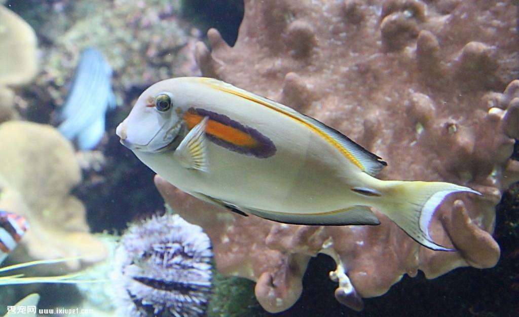 居家養魚：影響健康15注意事項