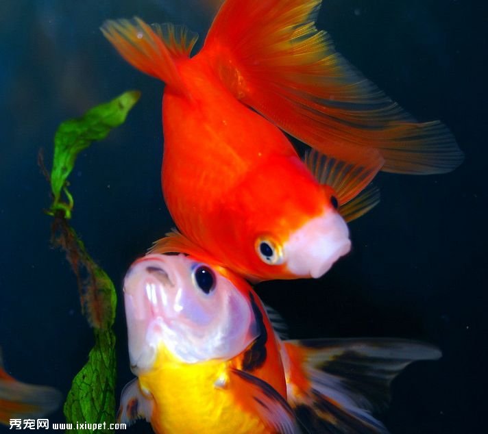 金魚飼養：魚缸美化保養重點