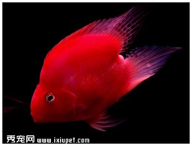 養魚風水學：血鹦鹉飼養及擺放