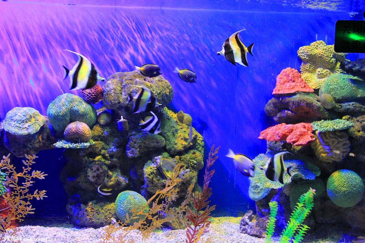 水族造景：類型設計及巖石搭配