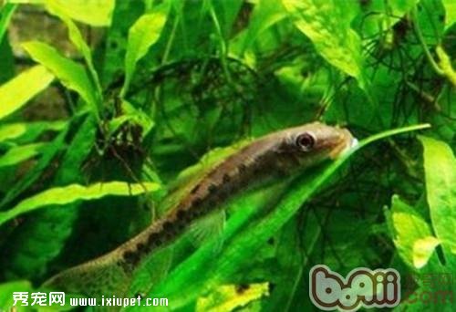 小精靈魚