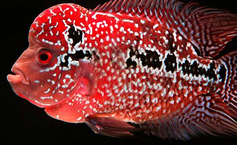羅漢魚怎麼換水？飼養羅漢魚多長時間換水？