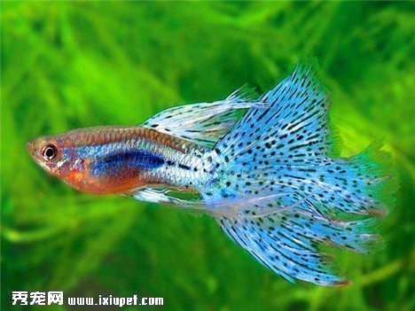 孔雀魚吃什麼長得快？孔雀魚的最佳飼料是什麼？