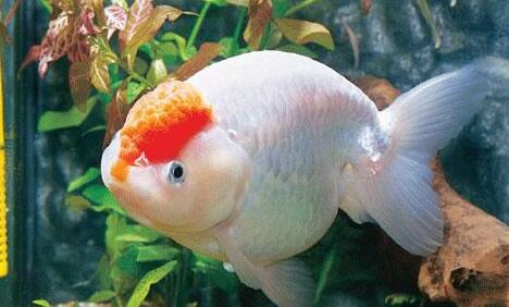 蘭壽金魚怎麼換水？換水的要點是什麼？