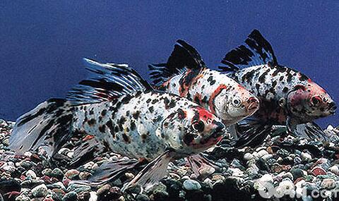 長尾草金魚怎麼挑選？挑選它需注意什麼？