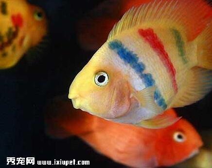鹦鹉魚怎麼喂養？喂養需注意什麼事項？