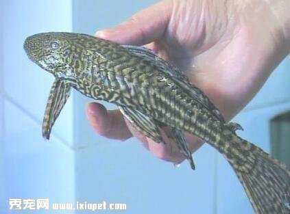 清道夫魚怎麼分公母？挑選清道夫魚有方法！