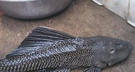 清道夫魚怎麼分公母？挑選清道夫魚有方法！