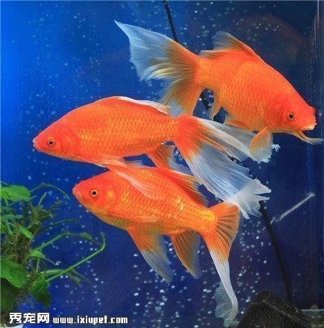 草金魚吃什麼好？怎麼選購草金魚飼料？