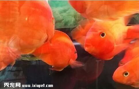 鹦鹉魚吃什麼食物？它不能吃什麼食物？