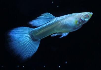 藍白孔雀魚怎麼挑選？挑選它需注意什麼？