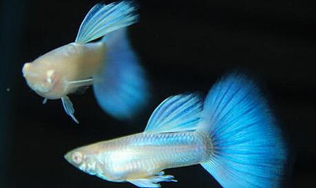 白子孔雀魚飼養方法是什麼？飼養的注意事項有哪些？