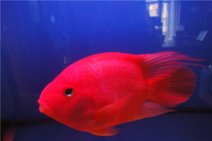 鹦鹉魚飼養方法是什麼？飼養要注意哪些事項？