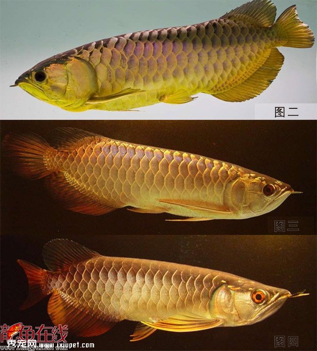 過背金龍魚