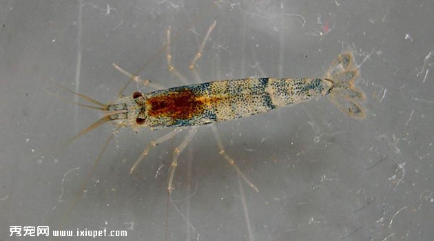 zhejiangmixia3